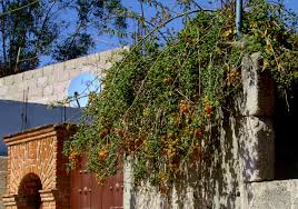 Image result for Pereskia aculeata