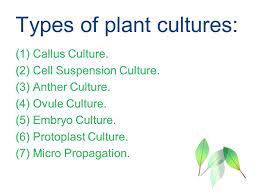 Expression of totipotency in culture: Plant Tissue Culture Ppt Video Online Download