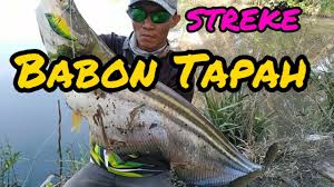 Besar orang ikan tapah ini!! Ikan Tapah Raksasa By Laba Ani