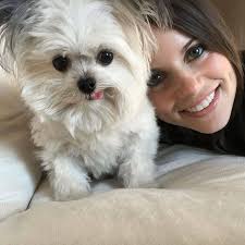 Norbert the therapy dog's legacy lives on