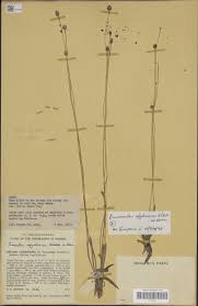 Image result for Eriocaulon afzelianum