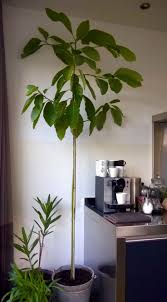 78de5b3432d3fcab775c2c1876faf408 Jpg 736 1331 Avocado Plant Growing An Avocado Tree Indoor Avocado Tree