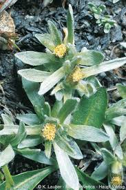 Image result for Gnaphalium