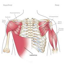 The following is an overview of the shoulder muscle anatomy. Anatomy 101 The Rotator Cuff The Hand Society