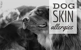 The natural treatment w/ proven results Dog Skin Allergies Causes Symptoms Home Remedies Treatment More Caninejournal Com