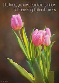 Explore tulip quotes by authors including shannon hoon, rebecca wells, and mary astell at brainyquote. Pink Tulips With Quote Greeting Card Photograph By Marilyn Deblock