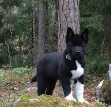 Black And White Akita Akita World Fan Page On Facebook Asks Who Else Has An All Black Akita My First Akita Was All Black And Had A Lot Le Akita Dog Akita Puppies American Akita