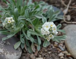 This shrubby tree is rarely available in nurseries and seldom planted in urban landscapes. Utah Native Plant Society Home Page