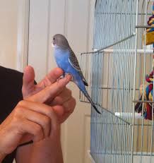 Hand Taming Our Baby Budgie First Sessions Budgie Diary Aka Parakeet
