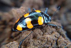 Black Beetle Stink Bug Beetles Beetle Insects Beetle Insect