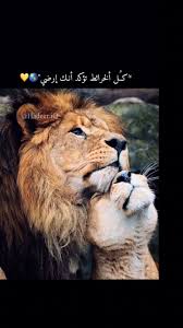 lion اسد sky photography nature cute cartoon images art love couple