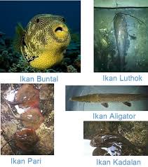 Memelihara ikan buntal juga sangat sulit berbeda dengan jenis ikan hias lainnya. Saltwater Page 4 Site Title