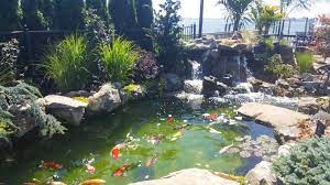 Sitting on the edge of your koi pond lets you more easily get up close and personal with your koi than a koi pond completely in the ground. So You Want To Put In A Koi Pond