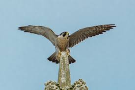 3, isolated from human and animal clinical material, and 35 were of biotype 1a or 2 and of diverse serotypes, isolated from food in brazil between 1968 and 2000. Falcao Peregrino Falco Peregrinus Wikiaves A Enciclopedia Das Aves Do Brasil