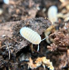 Image result for Pycreus muricatus