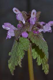 Fiori bianchi orto spontanee / i fiori commestibili b come basilico borragine begonia bocca di leone inorto. Primavera I Fiori Spontanei Piu Diffusi E Che Vediamo Tutti I Giorni Fondazione Museo Civico Di Rovereto