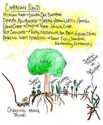 Maybe you would like to learn more about one of these? Natural Farming Companion Planting Planting Apple Trees Fruit Tree Guild