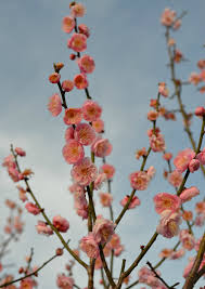 Top 25 plants for southern california. Trees That Bloom Pink In Spring Fairview Garden Center