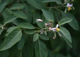 Image result for Solanum tettense