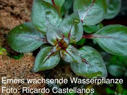 Occurrences of lacustrine chalks and marls in young geological formations of temperate. Was Ist Kohlendioxid Co2 Wiki