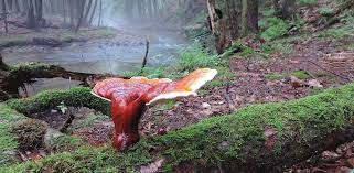 Image result for Ganoderma tsugae