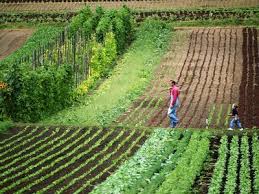 Writing Your Own Small Farm Business Plan Farm Layout Farm Plans Small Farm