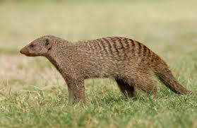 27 Animals That Start With M In The World Pictures Of Animals Mongoose Animal Animal Pictures Animals