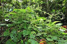 Image result for Lepistemon