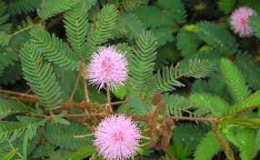The Sensitive Plant Touch Me Not Thotta Chinungi In Tamil And Thotta Vaadi In Malayalam Has Been The Subject O Ayurvedic Plants Plants Medicinal Plants