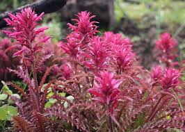 Image result for Hunteria densiflora