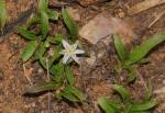 Image result for Xerophyta zambiana