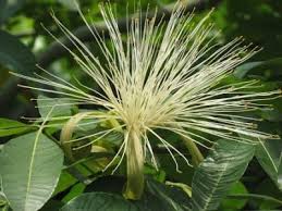 Image result for Pachira glabra