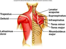 The anatomy of the back refers to the muscles of the back, as well as the bones of the scapulae, ribcage, and spine. Love Your Back A Lesson On The Importance Of Your Back Muscles