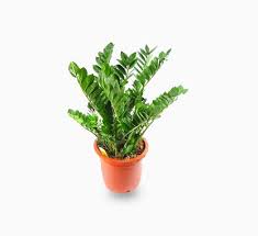Image result for Zamiokulkas Zamioculcas