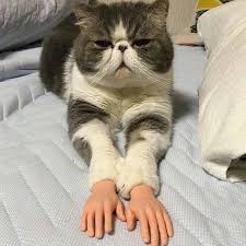 Finger Hands Tiny Hands Pet Stroking Gifts Little Hands Etsy In 2021 Cats Cute Animals Crazy Cats