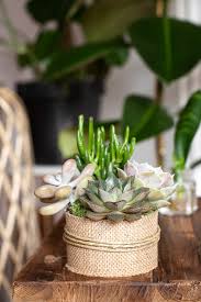 Blattsukkulenten erkennt man an den dickfleischigen kleinen. Diy Mini Sukkulenten Garten Gestalten Werbung Diy Blog Do It Yourself Anleitungen Zum Selbermachen Wiebkeliebt