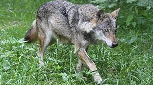 L'intégration de média dans les publications journal et club (embedly). Trois Tirs De Loups Autorises Dans Le Var
