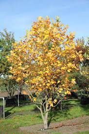 liriodendron tulipifera snelgroeiende bomen achtertuin moestuinen verplanten