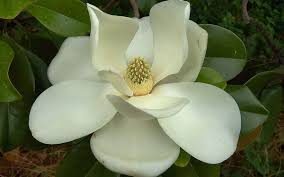 Magnolia Flowers Meaning Flowers Magnolia Flower Flower Pictures Beautiful Flowers