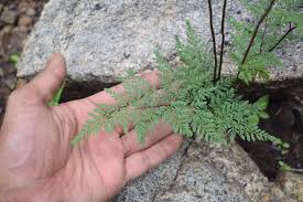 Image result for Cheilanthes