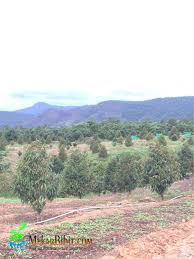 Home » media tanam » 3 cara membuat media tanam pohon durian dalam pot supaya berbuah. Cara Menanam Pohon Durian Jual Bibit Tanaman Buah Termurah Mekar Bibit