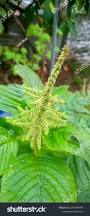 Image result for Amaranthus dubius