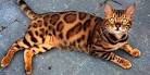 Baby Bengals - Bengal Kittens for Sale Orange County