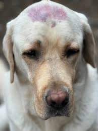 Teddy, Cooper & Henry.