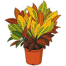 Image result for Croton