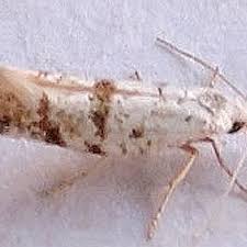 Image result for argyresthia thuiella thuja symptoms