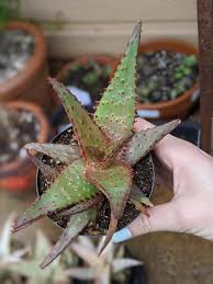 Image result for Aloe carnea