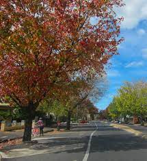 And being an unemployed poor student that i am, i was running low on funds so i didn't really plan on going. Orange Turns Gold For Autumn New South Wales