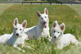 Black And Tan German Shepherd Puppies For Sale Near Me White German Shepherds Spartacus Aphrodite And Bia Of Olympus German Shepherd Dogs Shepherd Dog White German Shepherd