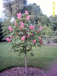 We did not find results for: Horse Chestnut Trees